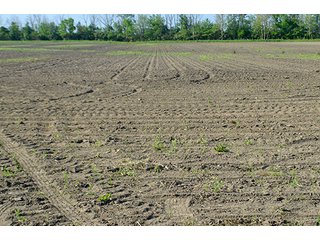 Property photo 26 - LAND AUCTION - 215+/- ACRES OFFERED IN 6 TRACTS IN VAN WERT COUNTY, OHIO